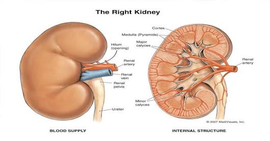 These 14 Foods Will Improve Your Kidneys’ Ability To Detox Like Never Before!