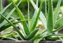 How To Grow Aloe Vera At Home (And Health Benefits)