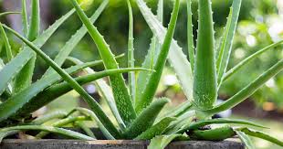How To Grow Aloe Vera At Home (And Health Benefits)