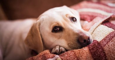3 signs of discomfort to watch for in your dog
